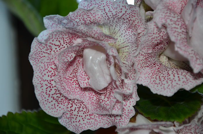 Koketka Red - Gloxinii 2014