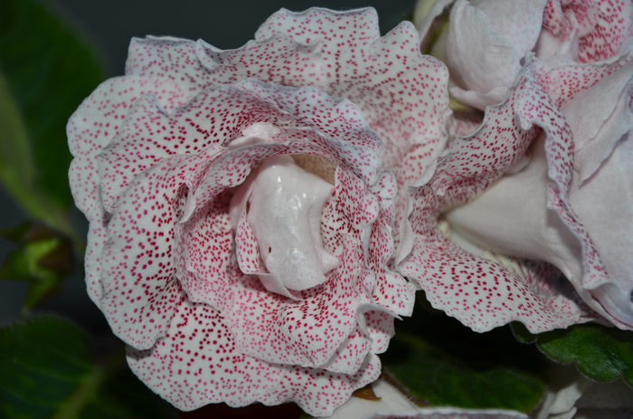 Koketka Red - Gloxinii 2014