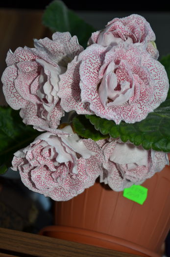 Koketka Red - Gloxinii 2014