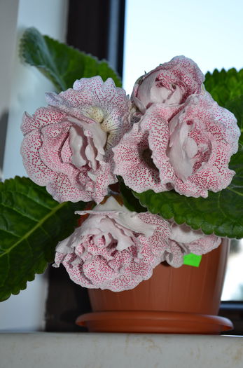 Koketka Red - Gloxinii 2014