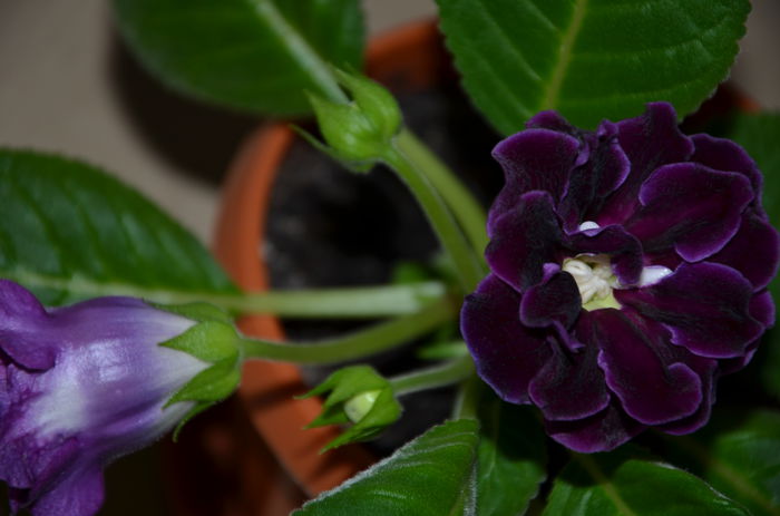 Trandafiras mov - Gloxinii 2014