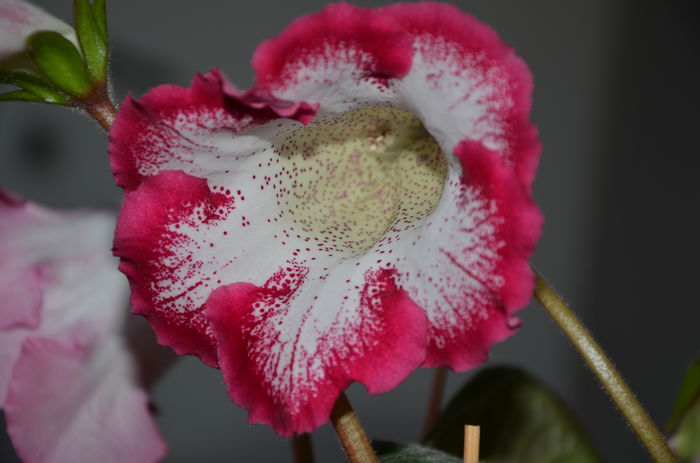 Alenka - Gloxinii 2014