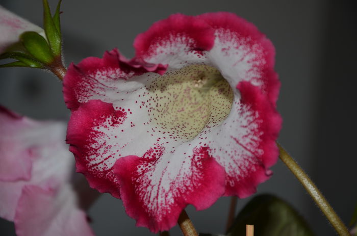 Alenka - Gloxinii 2014