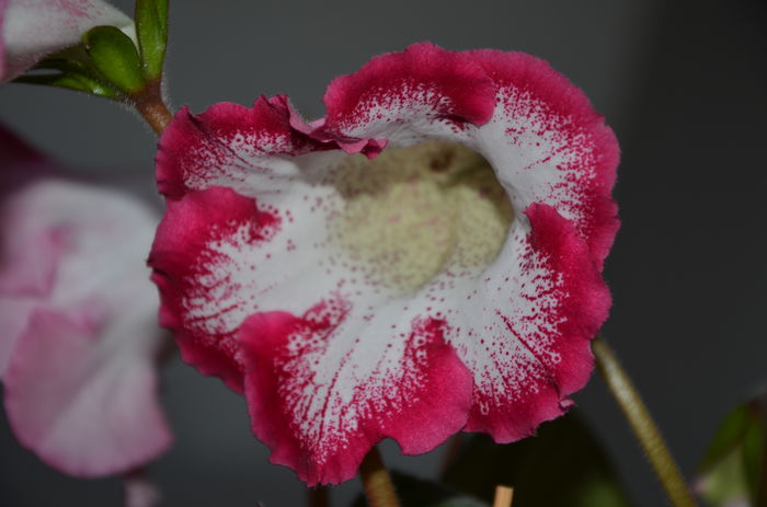 Alenka - Gloxinii 2014