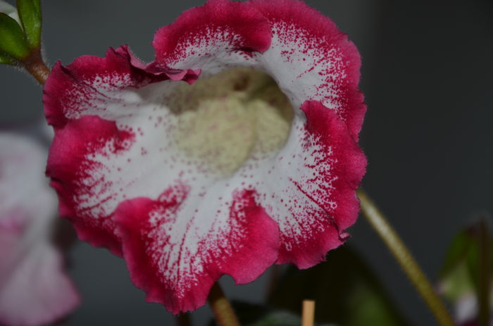 Alenka - Gloxinii 2014