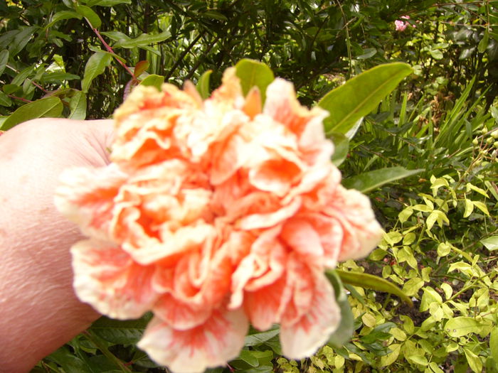 P1220661