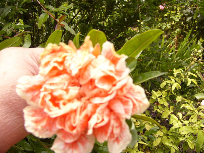 P1220662