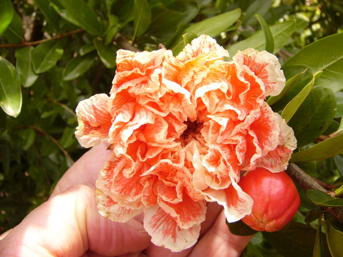 P1220664