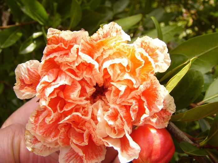 P1220665
