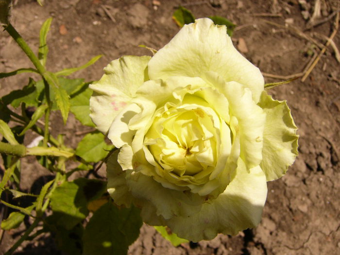 P1220667