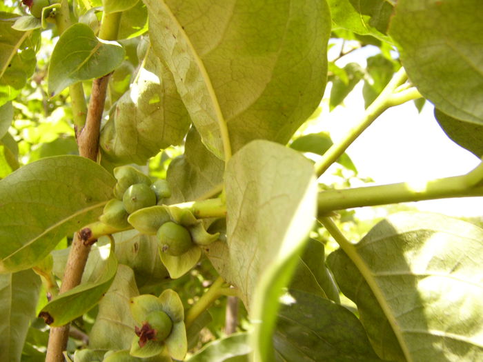 Fructe Kaki