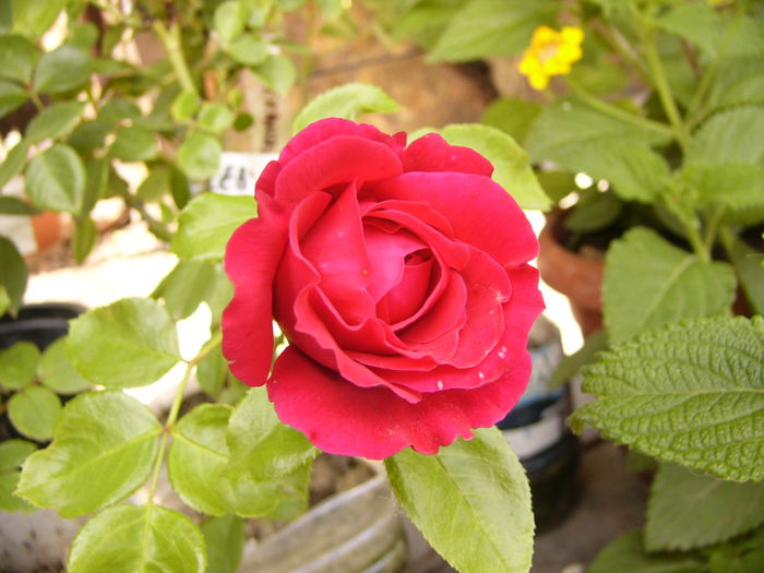 Leonardo da Vinci-red-