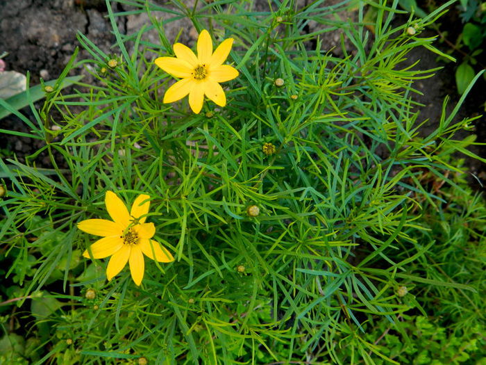 Coreopsis verticillata - IUNIE 2014