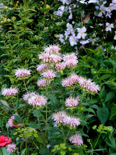 Monarda mea cea frumoasa