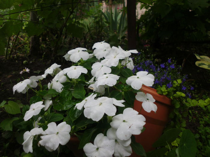 impatiens - Plante la gramada