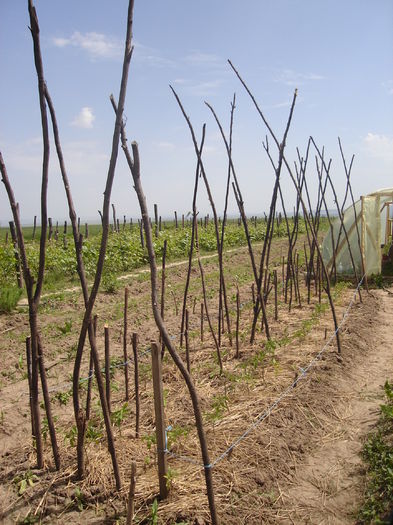 25 mai- răsaduri tomate - D-Gradina de legume-2014