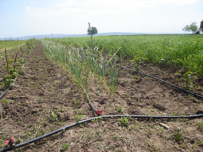 25 mai- usturoi - D-Gradina de legume-2014