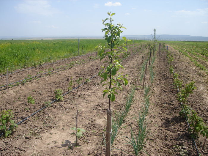 25 mai 2014; Ceapă, pomi fructiferi primul an, zmeură primul an
