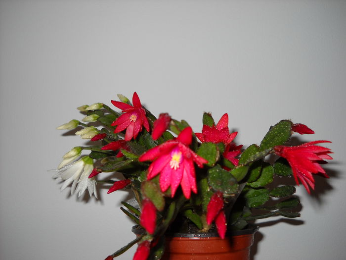 26 iunie.014 - Rhipsalidopsis 2013-2015-2019