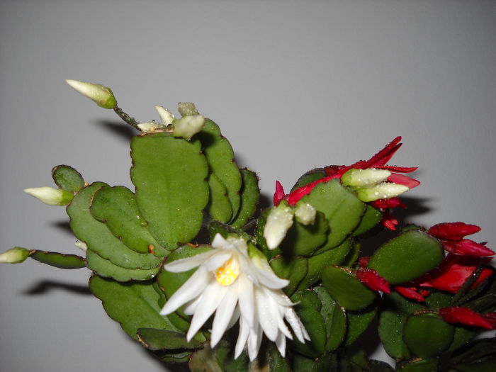 Ripsi-Duett - Rhipsalidopsis 2013-2015-2019