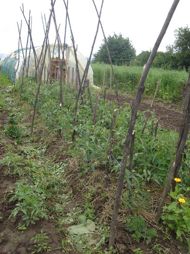 21 iunie- Tomate - D-Gradina de legume-2014