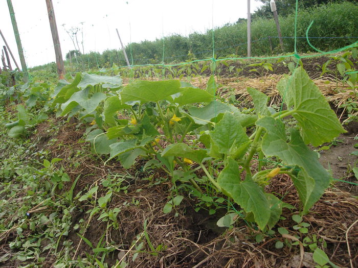 21 iunie- Castraveţi - D-Gradina de legume-2014