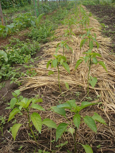 21 iunie- Răsad ardei gras; Ardei gras
