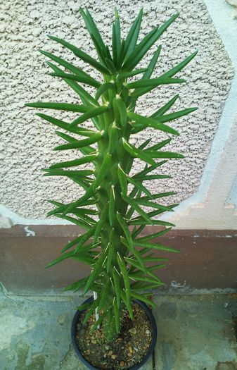 Photo0113 - Austrocylindropuntia subulata