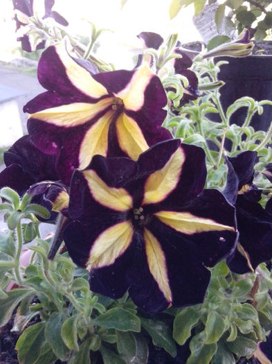 IMG_20140624_194651 - FLORI 2014