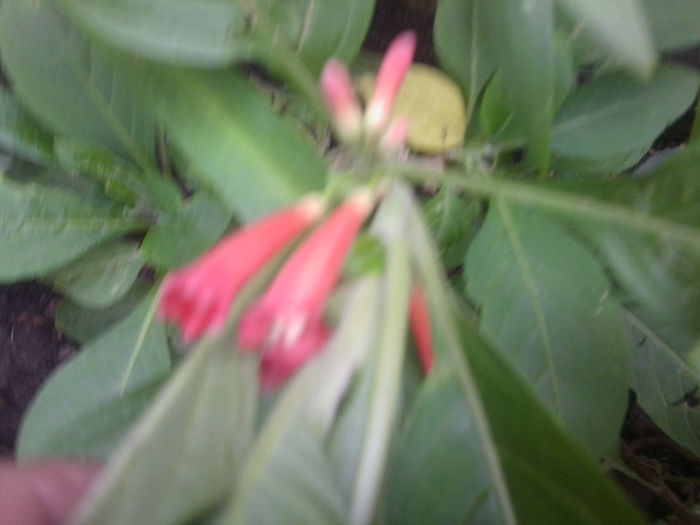 iochroma coccinea - brugmansii-daturi-iochrome 2014