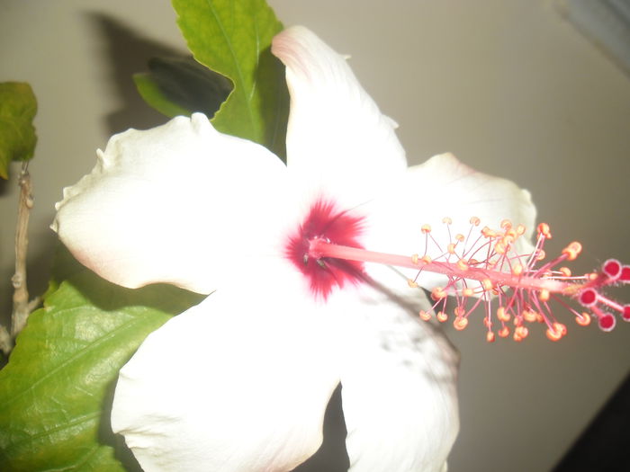 Arnotianus