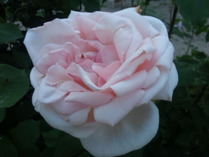 20140526_210040 - flori din gradina mea 2014