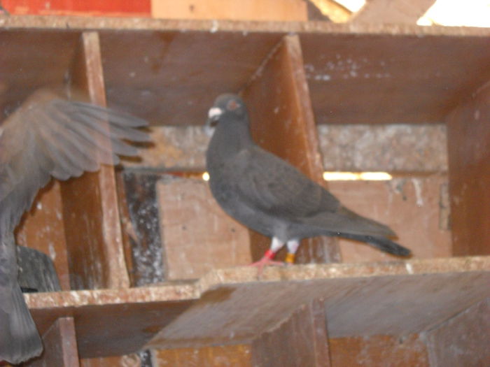 VANDUTA