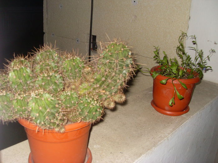 Cactus si lobelia; Cactus si lobelia(din rasadurile mele)
