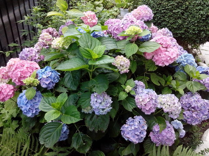 hortensii