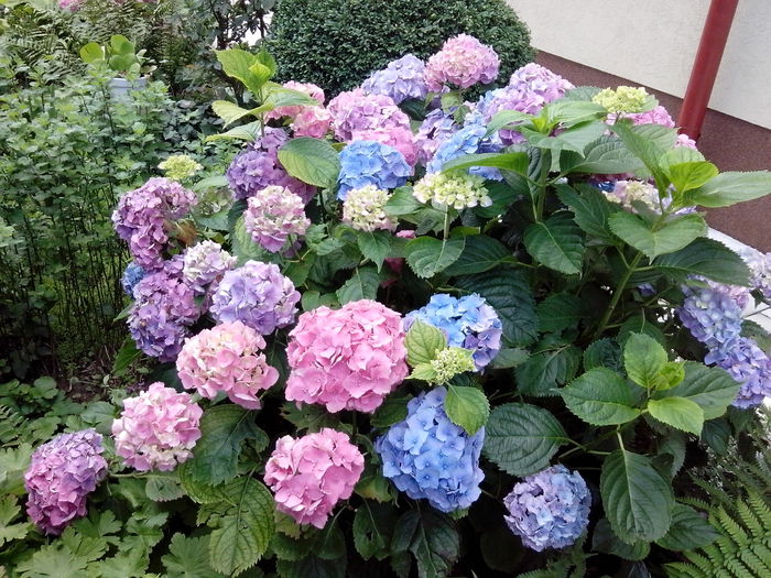 hortensii 2