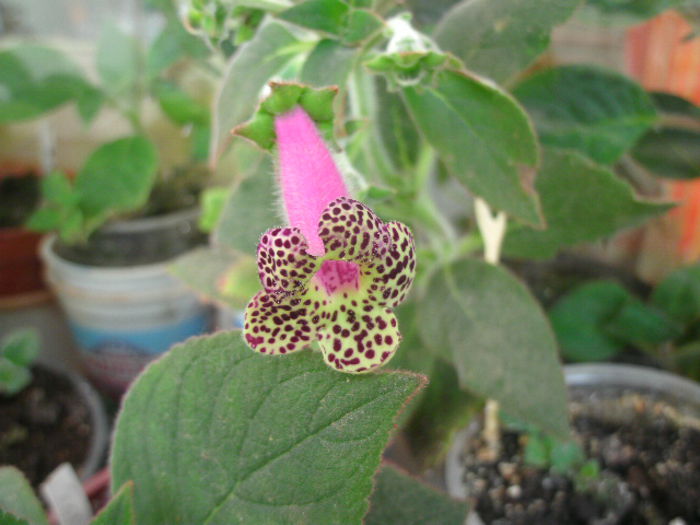 warszewickii - 2014--1Kohleria