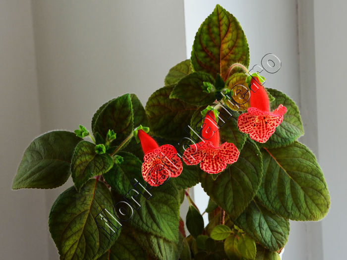 Kohleria Luci s Baby One