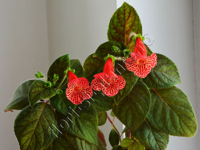 Kohleria Luci s Baby One