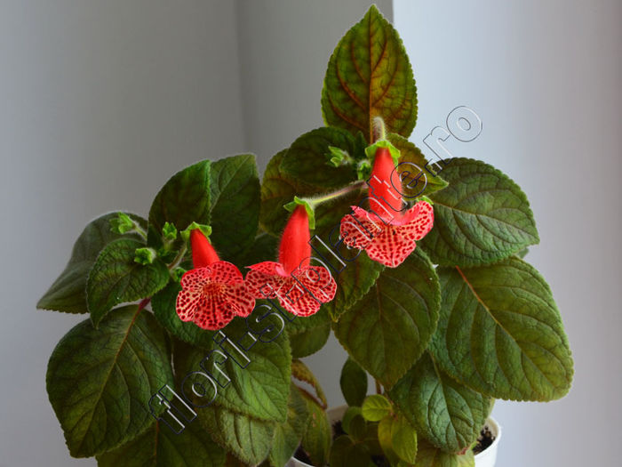 Kohleria Luci s Baby One