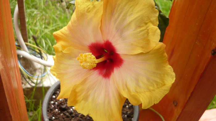 054 - 0 A hibiscus 2014