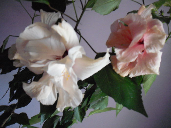 DSCF1333