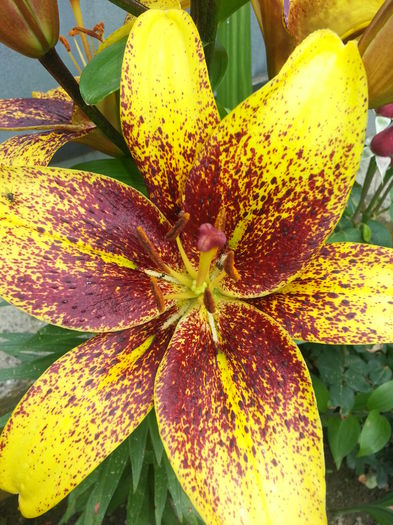 20140628_123855 - FLORI