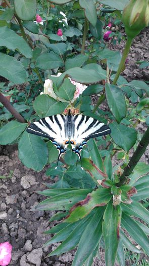 DSC_0148 - TRANDAFIRI 2014 II