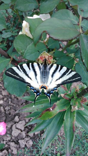 DSC_0149 - Copy - Copy - TRANDAFIRI 2014 II