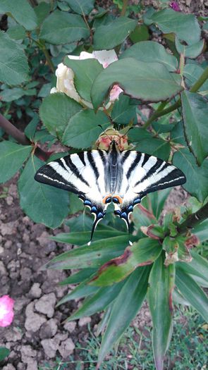 DSC_0150 - TRANDAFIRI 2014 II