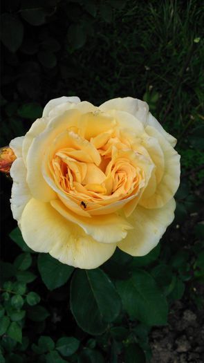 DSC_0153 - TRANDAFIRI 2014 II