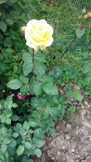 DSC_0154 - TRANDAFIRI 2014 II