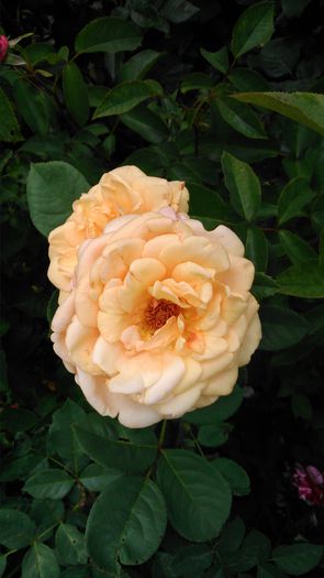 DSC_0155 - TRANDAFIRI 2014 II