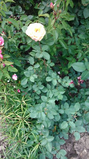 DSC_0156 - TRANDAFIRI 2014 II